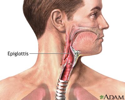 Epiglottis Anatomy