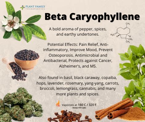 Plant Family | Terpenes: Part 2- Beta-Caryophyllene