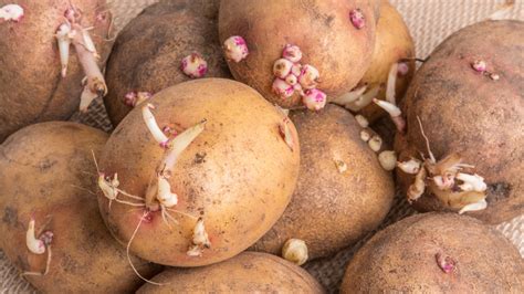 Are Sprouted Potatoes Safe To Eat?