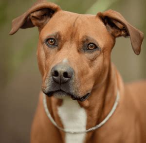 Rhodesian Ridgeback Mixed With Pitbull: Puppy, Price, Pictures