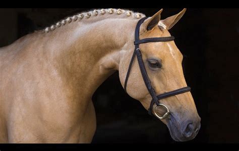 Palomino Horses - Stableexpress