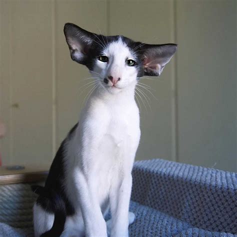 Breed-related disease: Oriental Shorthair – Bioguard