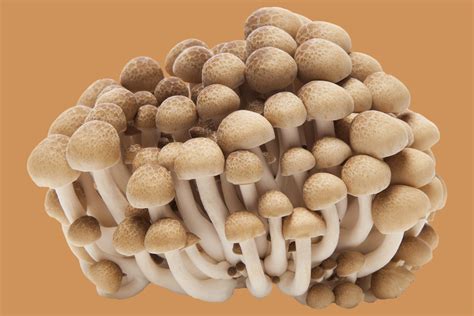 14 Types de champignons et leurs utilisations | ISNCA