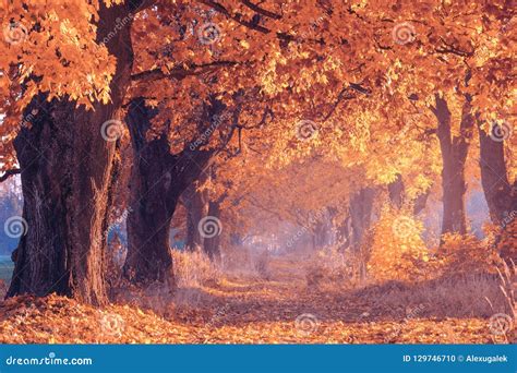 Fall Nature Wallpapers