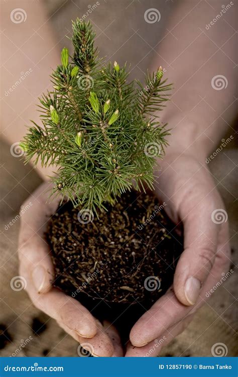 Tree seedling stock photo. Image of planting, hold, spring - 12857190