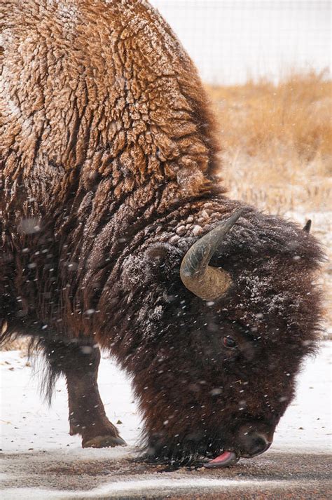 Wall Art, Canvas Print, Bison, Animal Photography, Bison In Snow ...