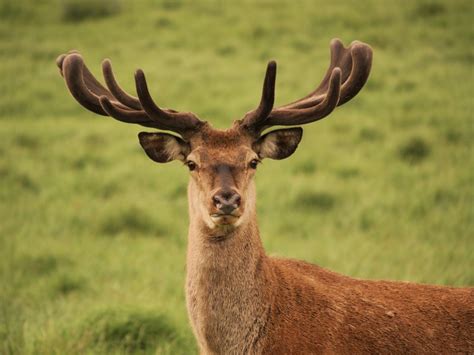 Red Deer – A guide to Irelands protected habitats & species