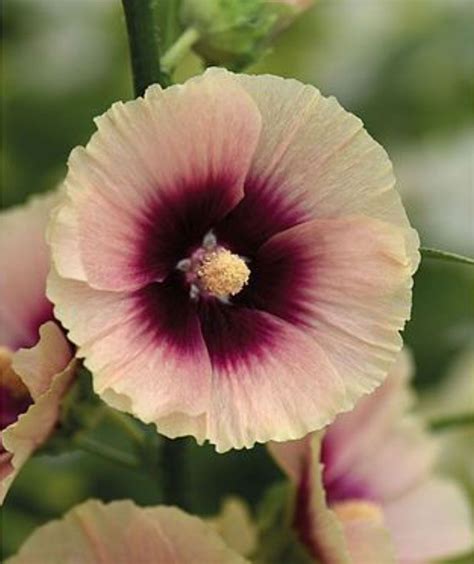 When to plant hollyhock seeds: for a spectacular show | Homes & Gardens