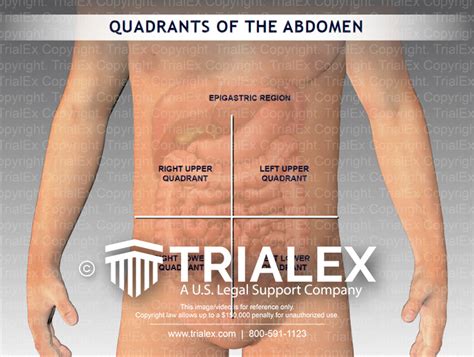 Anatomy Quadrants Diagram Of Abdomen Quadrants | Images and Photos finder