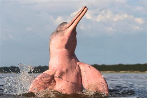 El DELFÍN ROSADO del Amazonas en PELIGRO DE EXTINCIÓN - CAUSAS y CÓMO ...