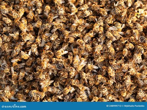 Dead Bees Poisoned or Killed by Bad Weather Stock Image - Image of ...