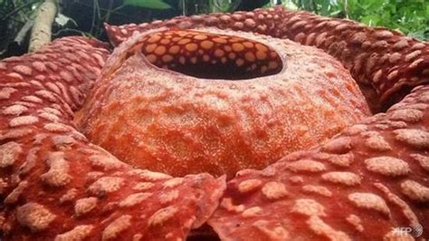 Bunga Rafflesia Terbesar yang Tumbuh di Indonesia jadi Sorotan Dunia ...