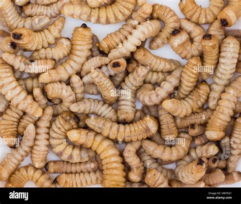 Huhu grub hi-res stock photography and images - Alamy