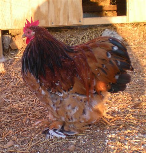 Mille Fleur Cochin Bantam Rooster | Backyard chicken farming, Chickens ...