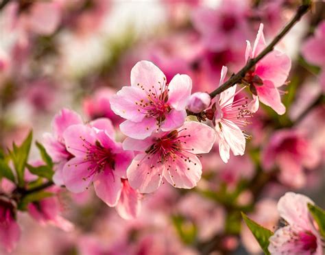 How to Grow and Care for a Dwarf Peach Tree