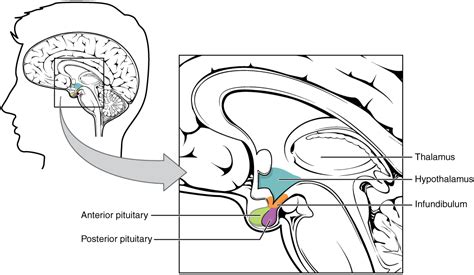 The Role of Hypothalamus in Temperature Regulation