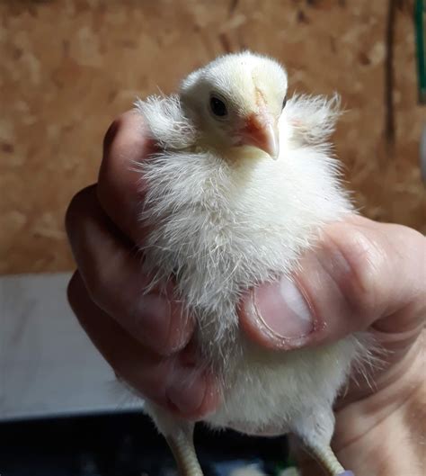 Rumpless Tufted Araucana – The Pasture Farms