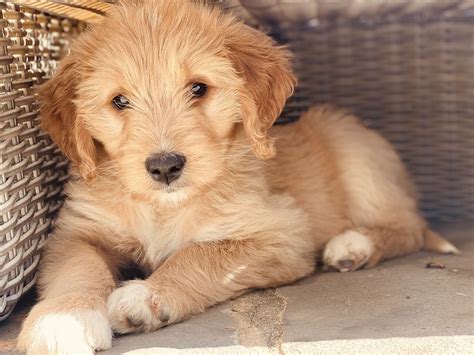 Chocolate Goldendoodle Puppy