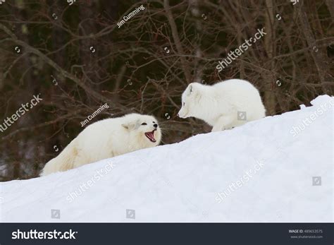 Arctic Fox Playing Stock Photo 489653575 : Shutterstock