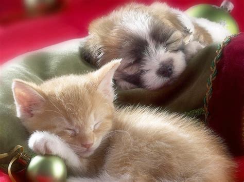 Sleeping Kittens And Puppies