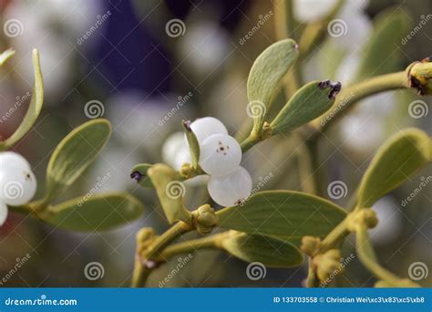 Berries of a European Mistletoe Viscum Album Stock Photo - Image of ...