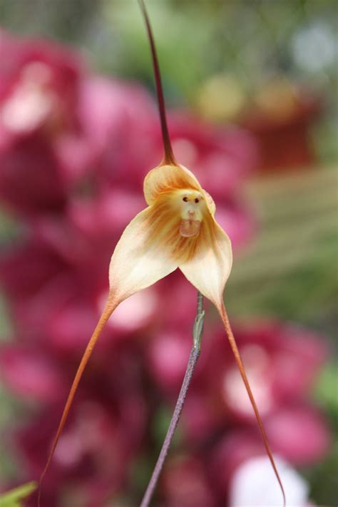 These Rare Orchids Look Like Monkey Faces When They Bloom - Amazing Nature