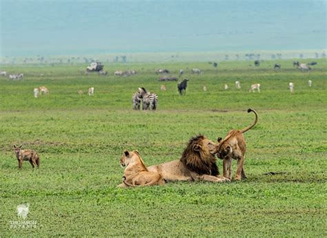 5 Days Best of Tanzania Wildlife Safari | Tanzania Safaris