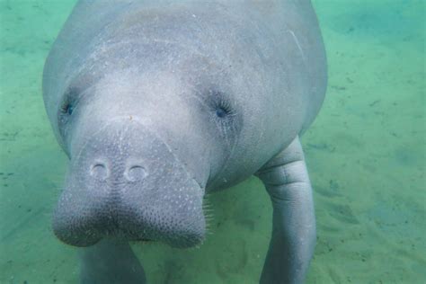 Manatee Appreciation From a Manatee Rescuer - CMA