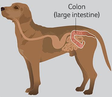 Top Causes Of Colitis In Dogs PetCareRx | ubicaciondepersonas.cdmx.gob.mx