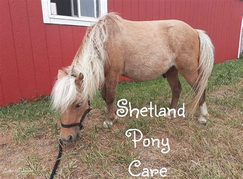 Shetland Pony Care