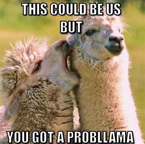 10+ Hilarious Llama Memes That’ll Make Your Day! - Lovely Animals World ...