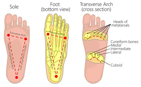 The Arches of the Foot - Longitudinal - Transverse - TeachMeAnatomy