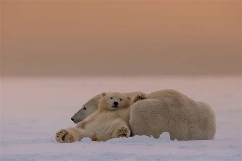 Free download | HD wallpaper: White Bears, polar bear and cub, HD ...