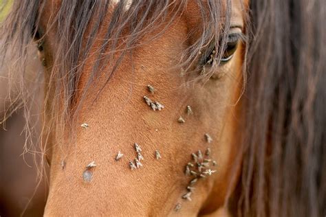 homemade horse fly spray with avon skin-so-soft - Meda Cooney