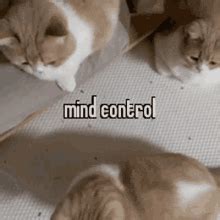 Animals With Captions Mind Control GIF - Animals With Captions Mind ...