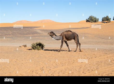 Camel in the Sahara desert Stock Photo - Alamy