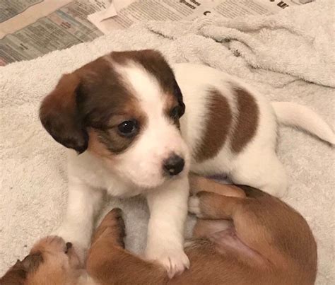 36 Dogs Mixed With Jack Russell Terriers