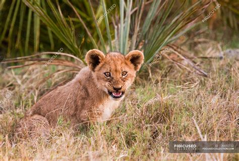 African lion cub — outdoors, vertebrate - Stock Photo | #126610732