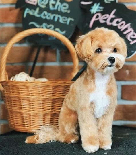 Maltipoo dog breed your guide to the adorable maltese poodle mix – Artofit