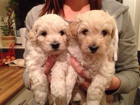 White Dachshund Poodle Mix