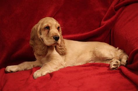 English Cocker Spaniel - Wikipedia