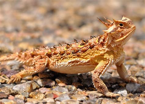 Desert Horned Lizard | NatureRules1 Wiki | Fandom