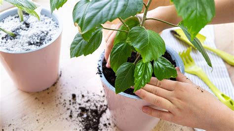 How to get rid of bugs from houseplant soil naturally | Homes & Gardens