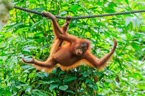 Population Of Orangutans: Important Facts And Figures - WorldAtlas.com