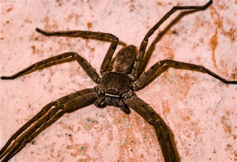 Giant huntsman spider: The largest spider by leg span | Live Science