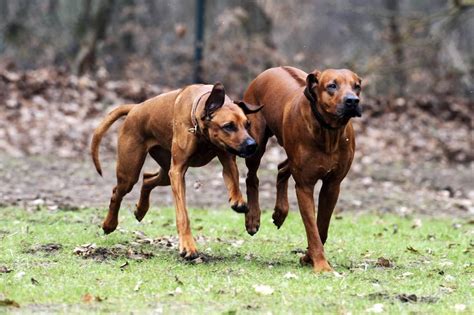 the rhodesian ridgeback was bred in southern africa and used by the ...