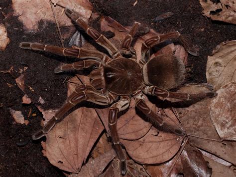 Goliath birdeater spider: habitat and characteristics