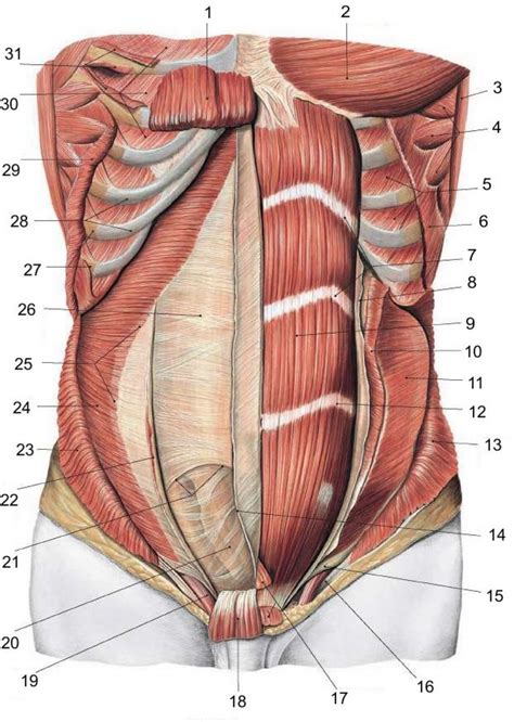 Diagram Of The Groin