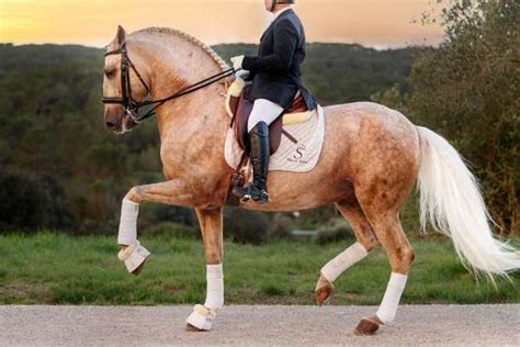 Exceptional Palomino PRE Horse Piro Free for Sale.