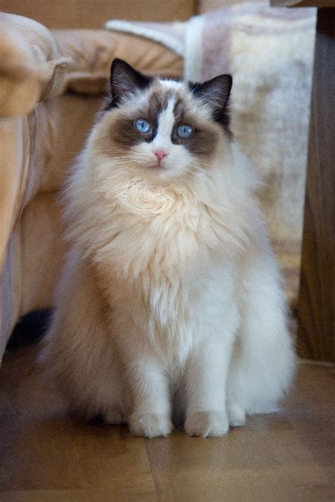 Chat Ragdoll, découvrez son histoire et ses caractéristiques - Animal Futé